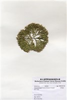 藏品(白果胞藻)的圖片